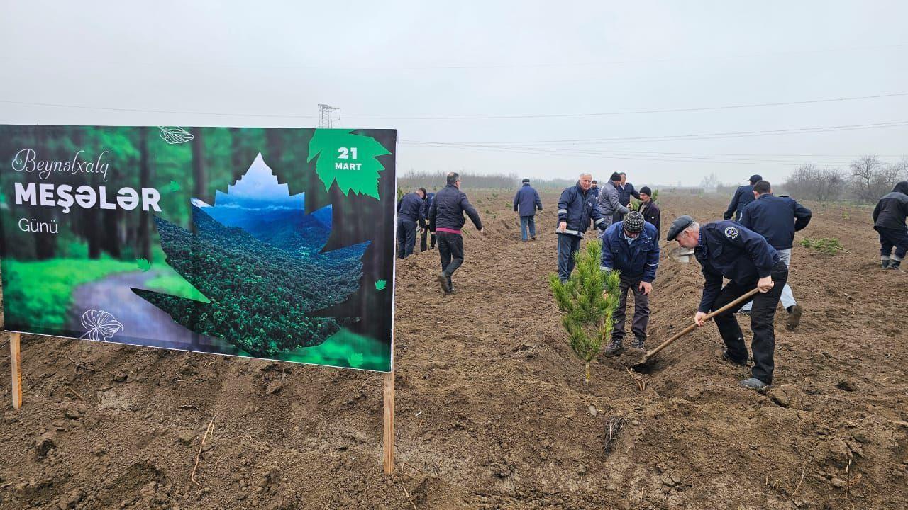 Over Thousand Trees Planted On Occasion Of Day Of Forests