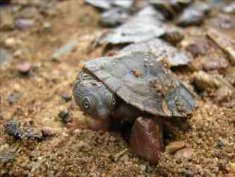 Even Platypuses Aren't Safe From Bushfires  A New DNA Study Tracks Their ...