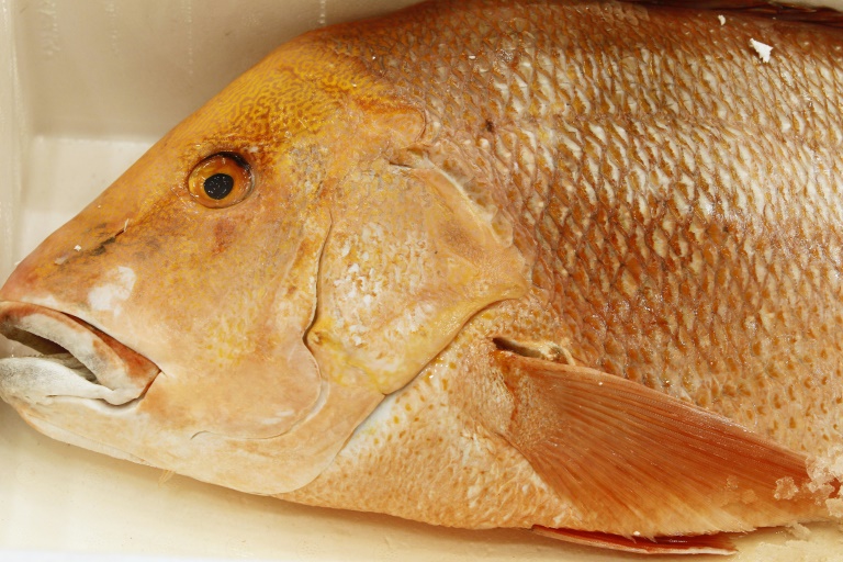 Ciguatera fish poisoning more common than thought