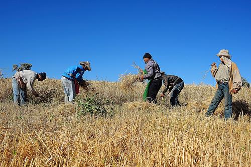 Steep Decline of Morocco's Wheat Harvest Due to Lack of Rainfall