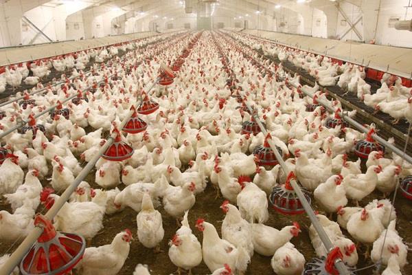 Morocco's Poultry Sector Overcame Influenza H9N2 Crisis: Official
