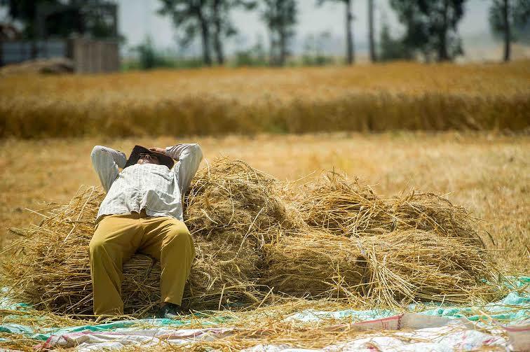 Egypt- Wheat disparities sizzle