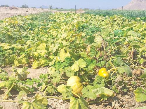 Oman- Manah: Sultanate's agricultural paradise