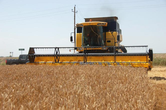 Turkmenistan's wheat harvest reaches 1 mln tons