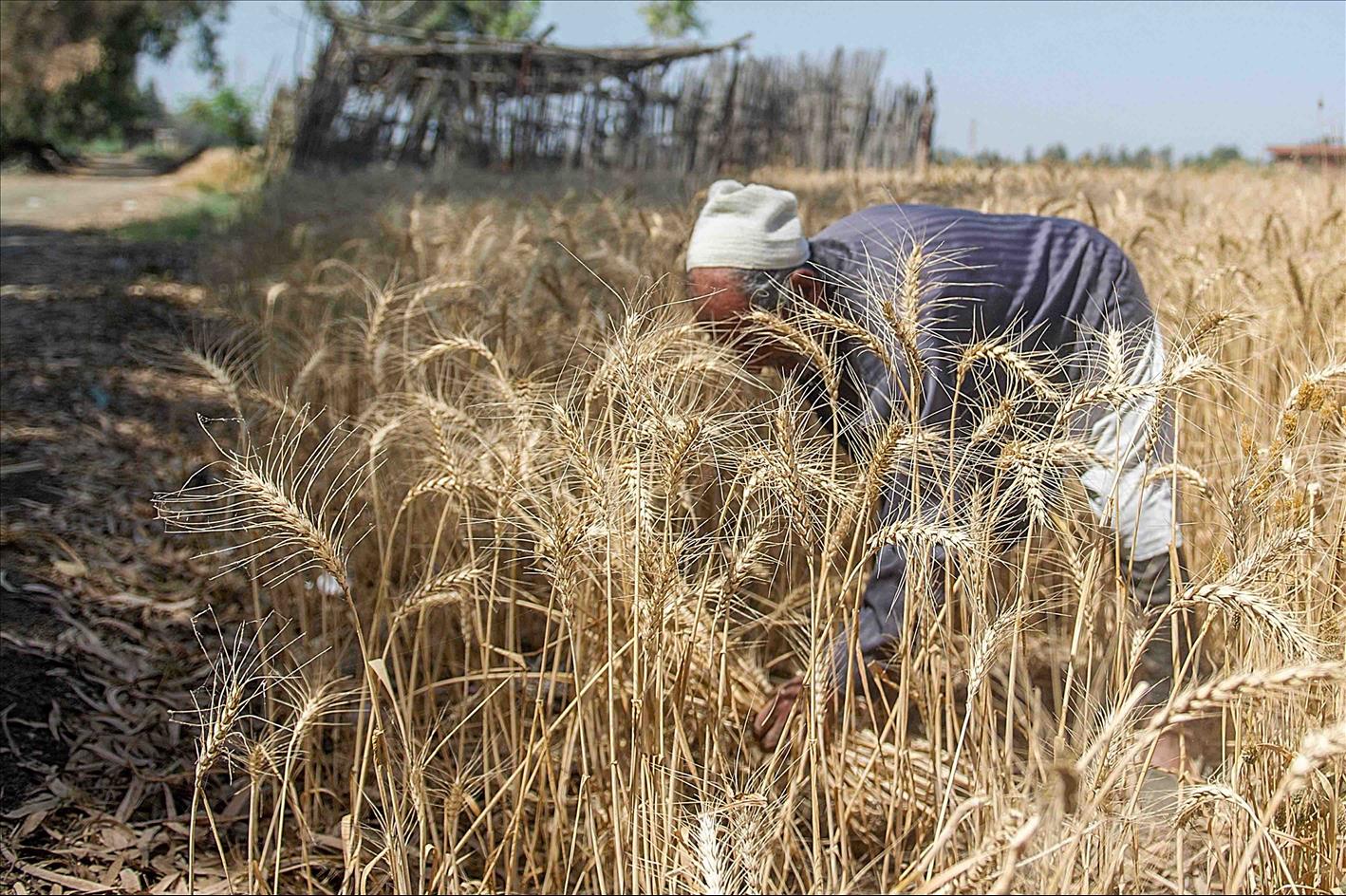 Egypt- Supply Ministry receives 3.750m tonnes of local wheat