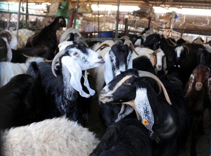 Qatar- Ministry to extend full support to animal farms