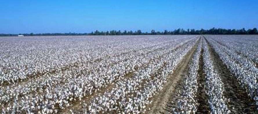 Afghanistan harvests over 59,000 tons of cotton annually