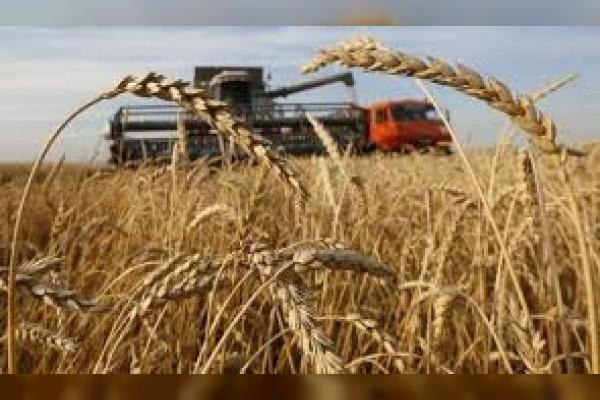 Saudi Arabia imports 2 million tons of wheat this year
