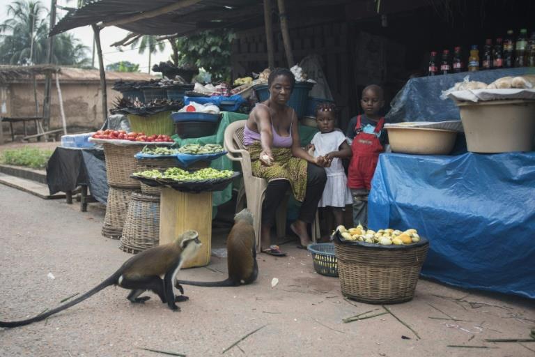 Ghanaian villagers profit from monkey business