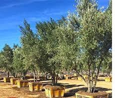 Pakistan- 'Olive fruit worth millions perish every year in SWA'