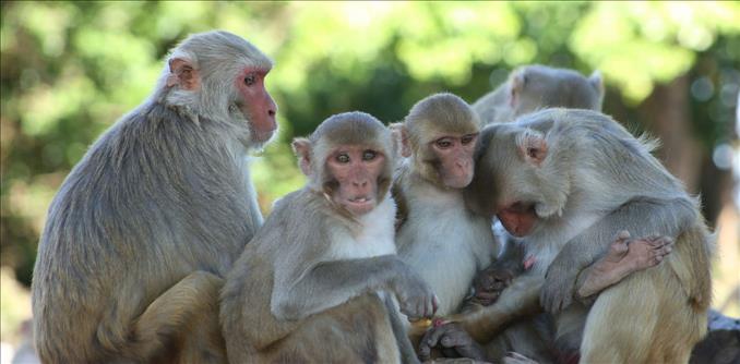 Scientists join forces to save Puerto Rico's 'Monkey Island' Scientists join forces to save Puerto Rico's 'Monkey Island'