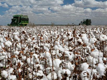 Cotton production triples in Azerbaijan