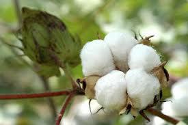Turkmenistan harvests over 1 mln tons of cotton