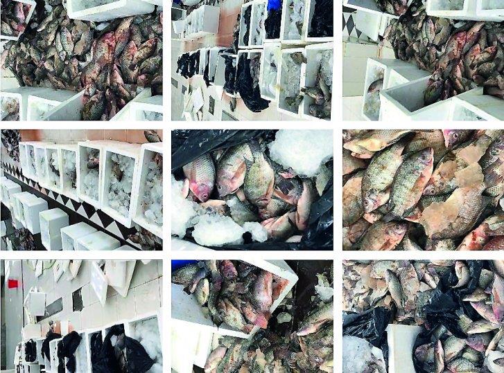 Qatar- Municipality destroys 1,144kg of fish at Umm Salal market