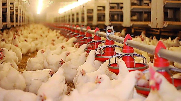 Qatar- Al Rayan Poultry plans largest farm