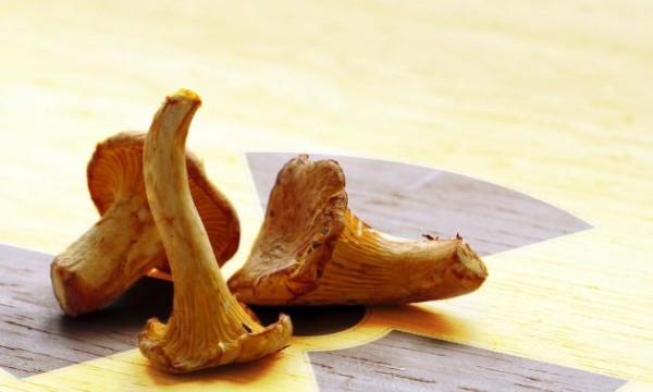 France takes mysterious radioactive mushrooms off the menu