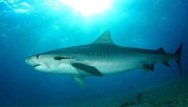 Qatar- American tourist killed in Costa Rica shark attack