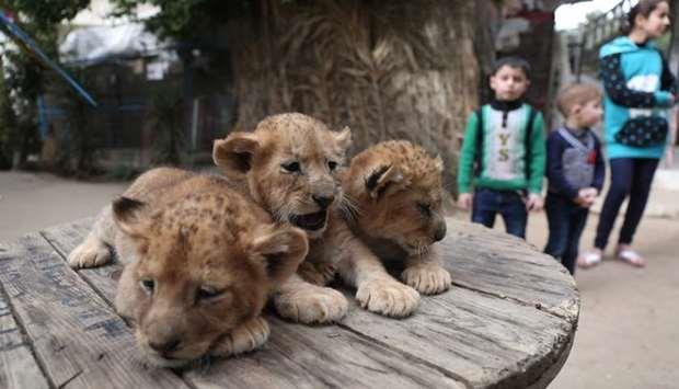 Gaza zookeeper puts lion cubs up for sale