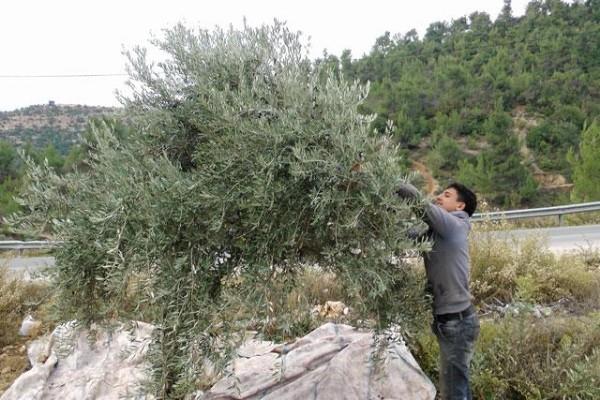 Olive harvest season under way in Ajloun as farmers lament lower oil yields