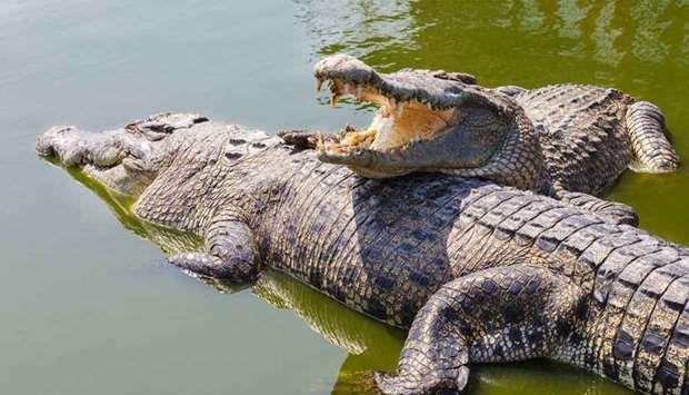 Qatar- Crocodiles kill tourist in Zimbabwe