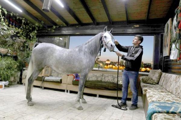 Palestinians in East Jerusalem cherish horses as family