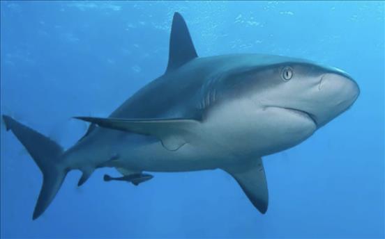 Shark fishing ban in UAE starting February 1