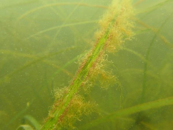 Sewage and livestock waste is killing Britain's seagrass meadows new study