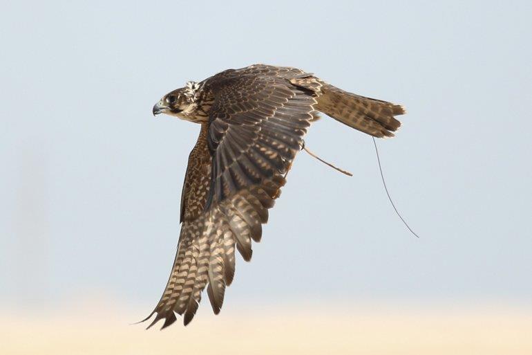 Qatar- Al Ghanas in initiative to set pet falcons free