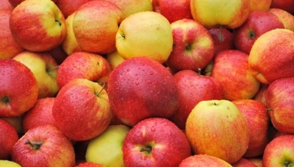 Exports of Ukrainian apples to the European Union increase ninefold
