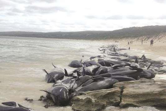 Authorities struggle to rescue beached whales in Australia