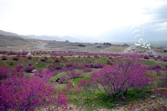 Blast fears keep visitors from Gul Ghundai picnic site