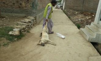 Pakistan- A dozen stray dogs killed in Takhtbhai