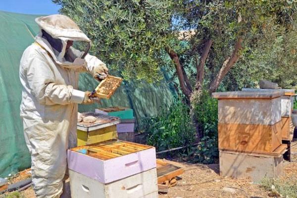 Female beekeeper cultivates Jordan's honey industry potential