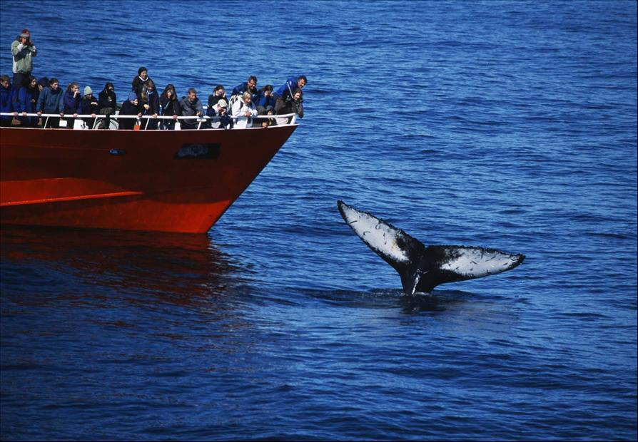 Why Iceland is set to resume whaling despite international opposition