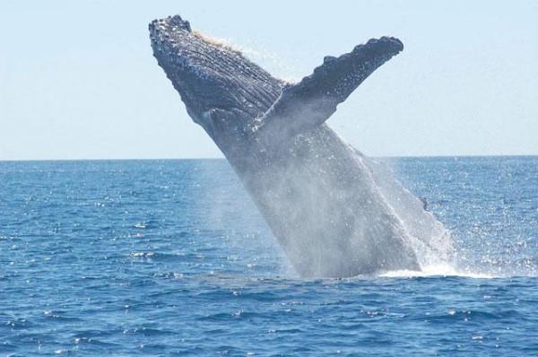 Blue whale spotted in historic appearance in Aqaba