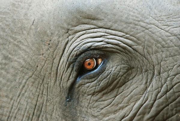 Sri Lankan elephant in Islamabad Zoo continues to suffer