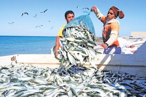Over 20% increase in fish haul in Oman in first 10 months of 2018