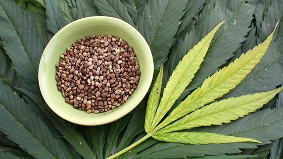 Are Hemp Seeds a Key to New Superfoods?