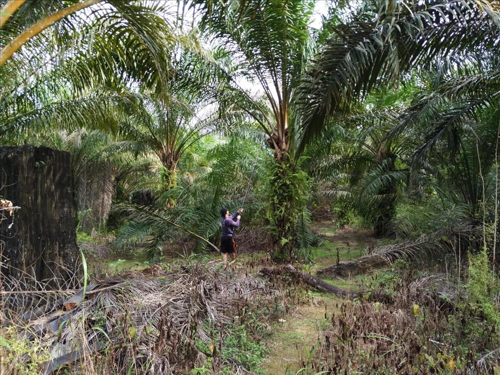 Indigenous Palm Oil Farmers Urge French Government to Reconsider Position on Palm Oil Biofuels