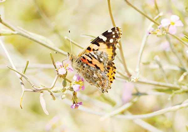 Kuwait's spring blooms with 'Painted Lady'