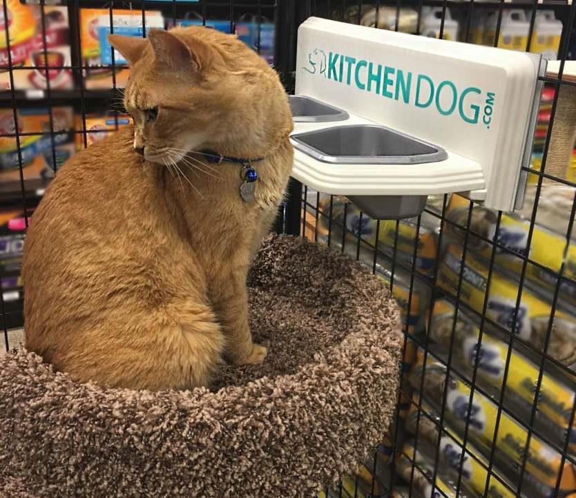 Cats and Cat Owners Benefit from Kitchen Dog Elevated Dish Sets, Too!