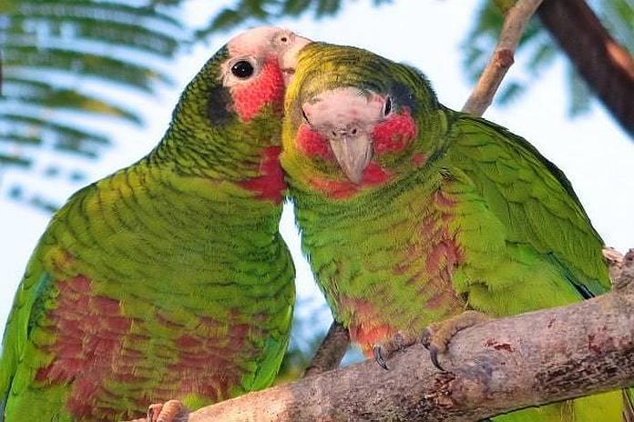Development poses growing threat to parrots