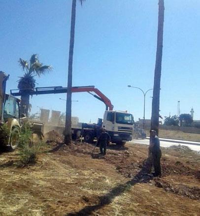 Amman municipality to replant trees in east Amman uprooted for BRT project