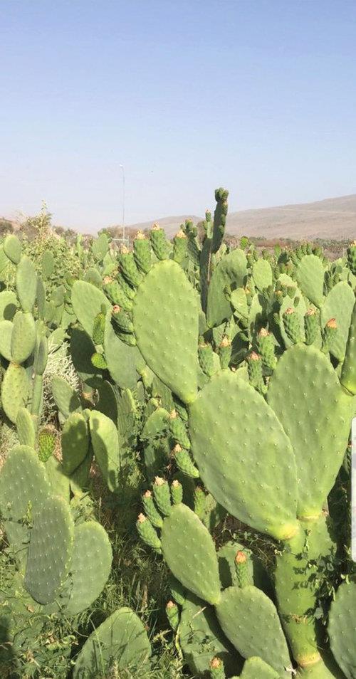 Oman- Ministry cultivates 38 species of smooth cactus in Salalah
