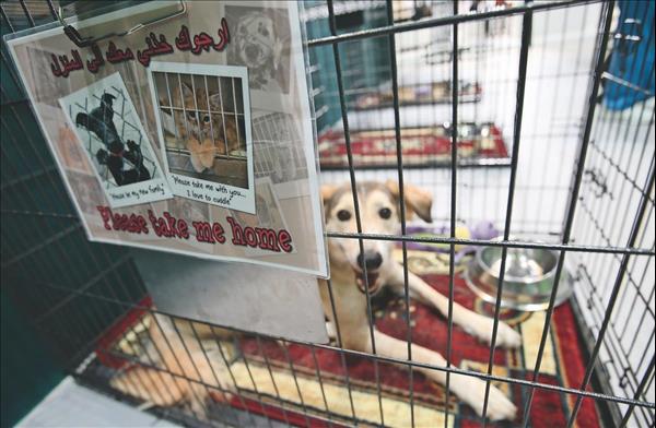 Abu Dhabi shelter helps 600 pets find homes every year