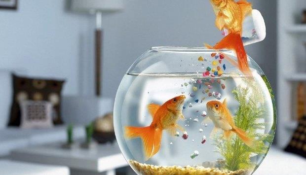 ornamental fish feed