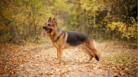 german shepherd market price
