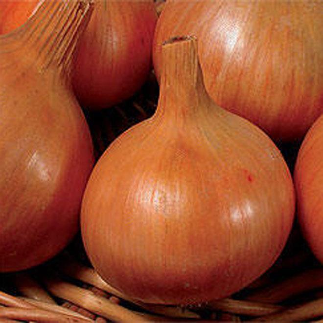 India to import 11,000 tonnes of onions from Turkey amid rising prices