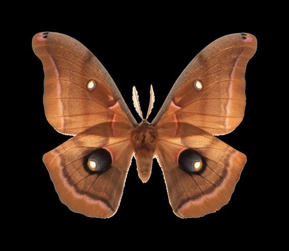 Why Do Moths Get Attracted To Light