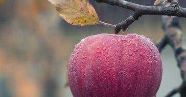 مصر إلقاء التفاح من السيارة يهدد أشجار الفاكهة البرية فى أسكتلندا